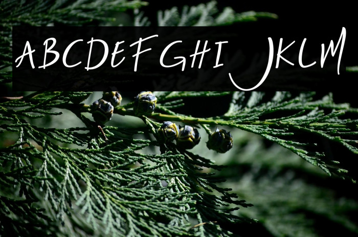 Nightlife-Regular Example 2