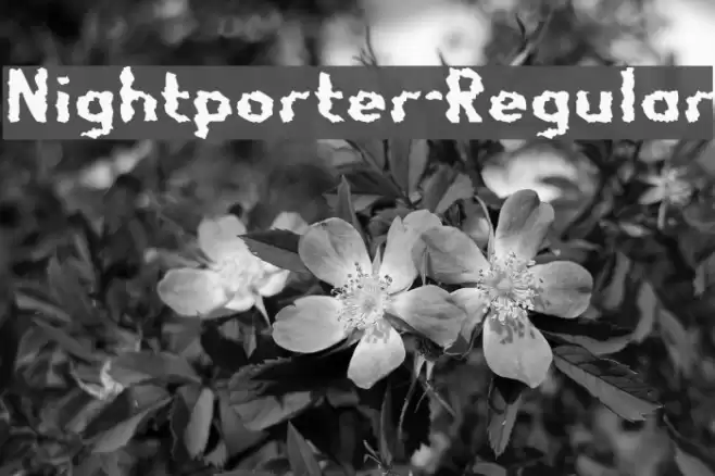 Nightporter-Regular Caratteri examples