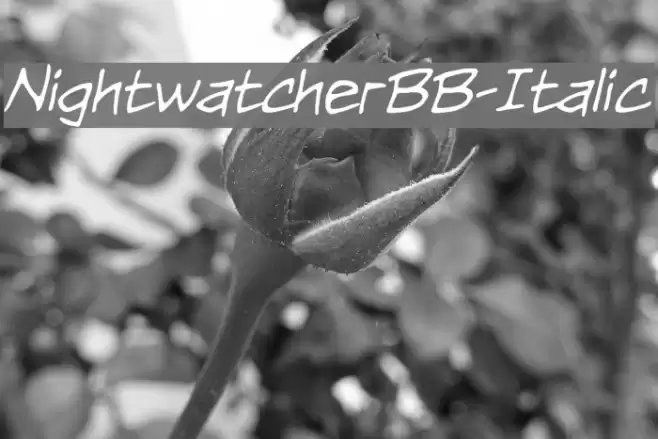 NightwatcherBB-Italic Font examples