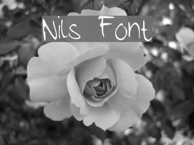 Nils خط examples