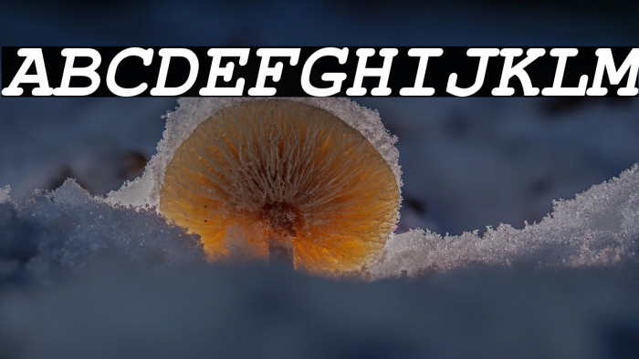 NimbusMono-BoldOblique Example 1