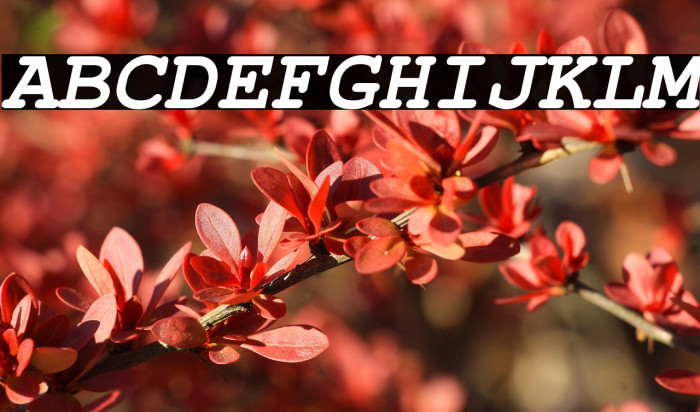 NimbusMono-BoldOblique Example 3