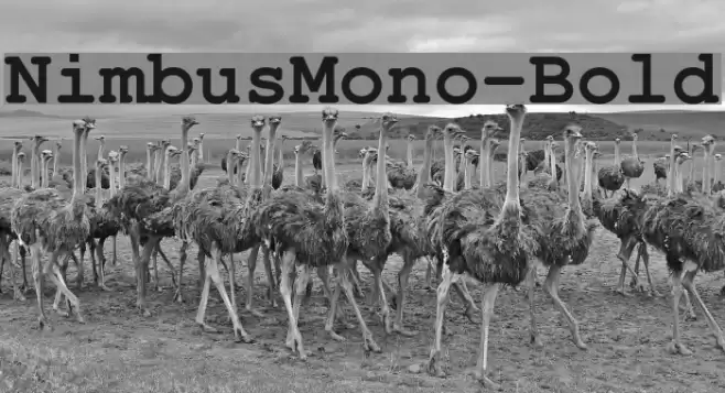 NimbusMono-Bold Font examples