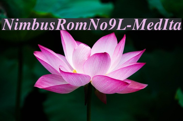 NimbusRomNo9L-MedIta Font examples