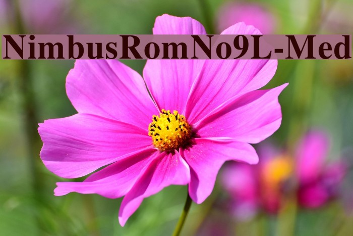 NimbusRomNo9L-Med Font examples