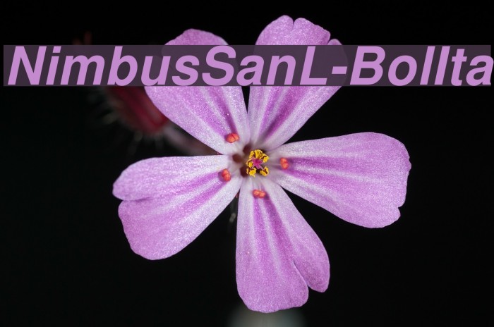 NimbusSanL-BolIta Font examples