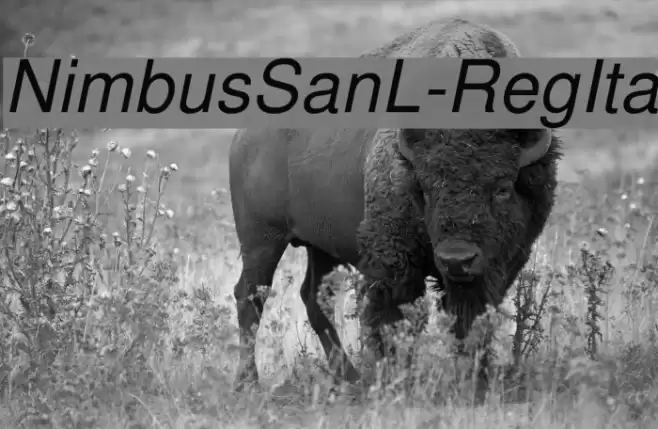 NimbusSanL-RegIta Font examples