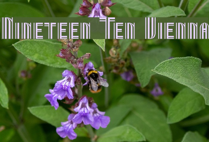 Nineteen Ten Vienna フォント examples