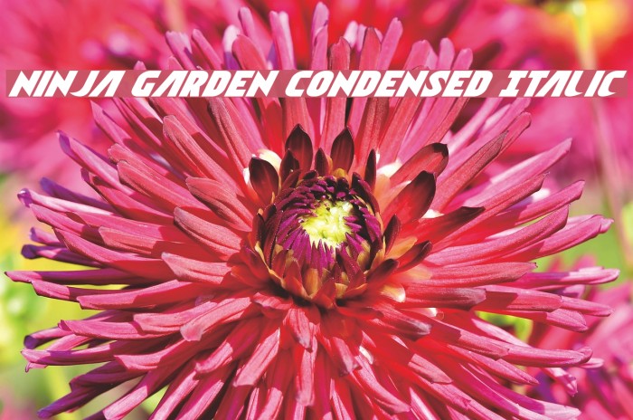 Ninja Garden Condensed Italic Font examples
