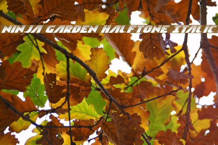 Ninja Garden Halftone Italic Example 1