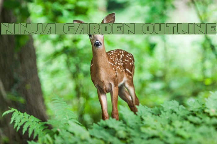 Ninja Garden Outline Example 1