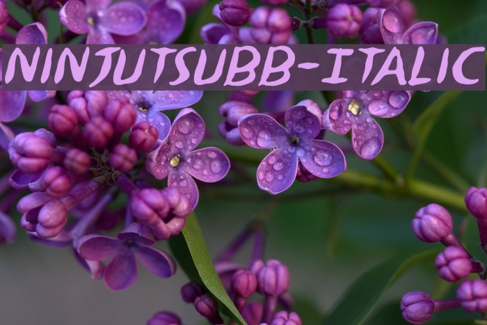 NinjutsuBB-Italic Font examples