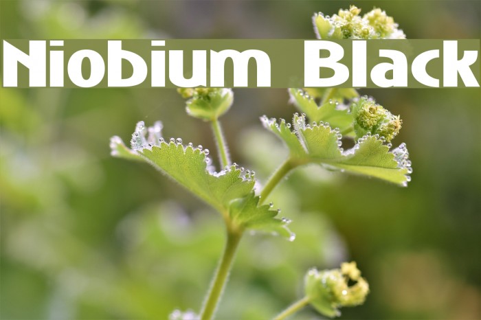 Niobium Black フォント examples
