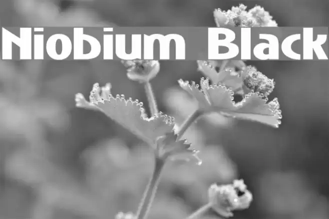 Niobium Black Schriftart examples