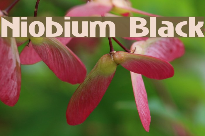 Niobium Black フォント examples