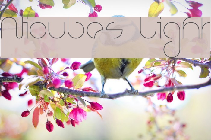 Nioubes Light Font examples