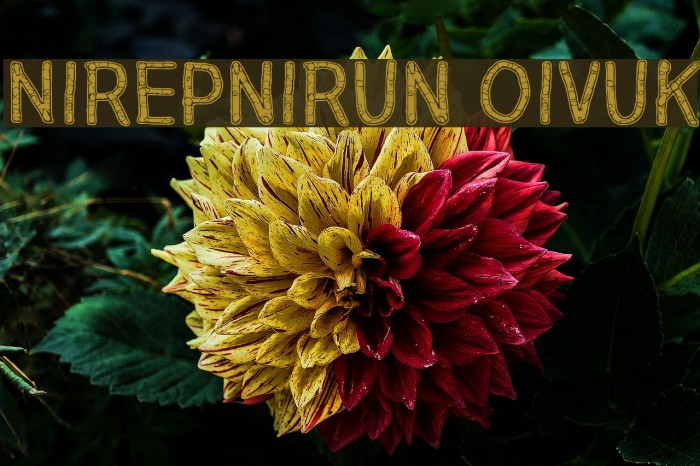 Nirepnirun oivuk Font examples