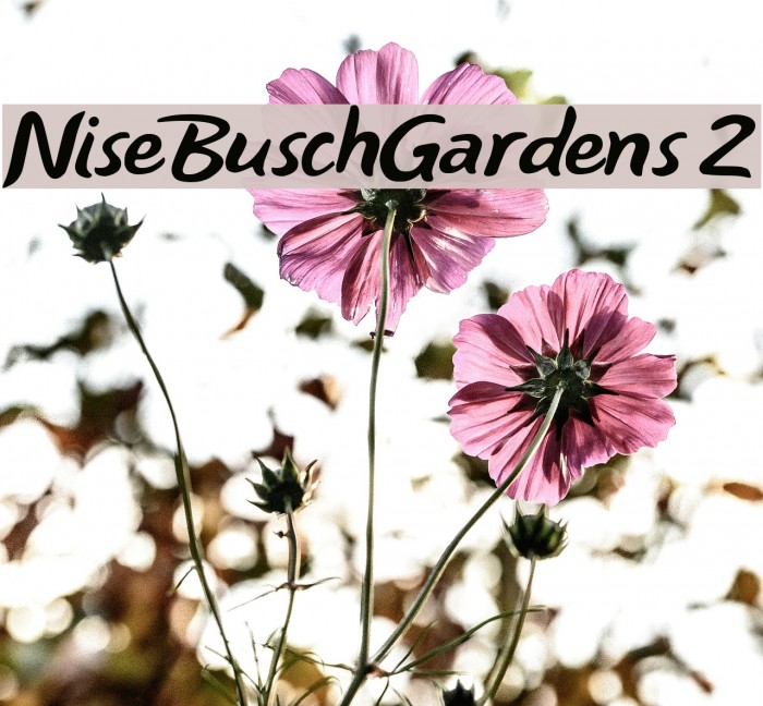 NiseBuschGardens 2 Font examples