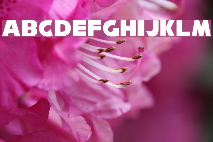 NiseSonic Font examples