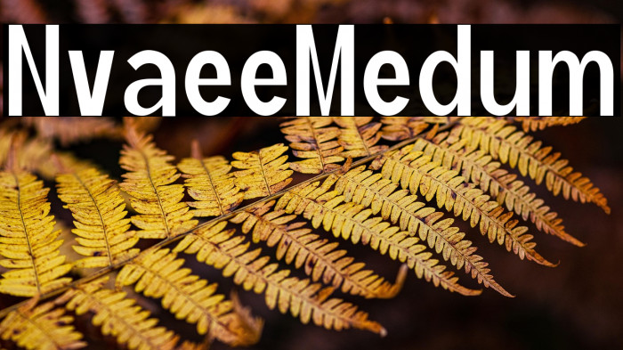 Nivarelle Medium Example 1