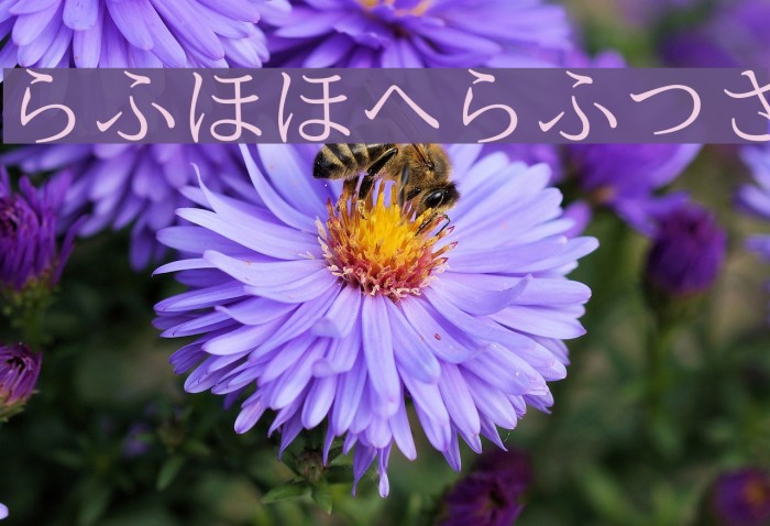 nipponica Font examples