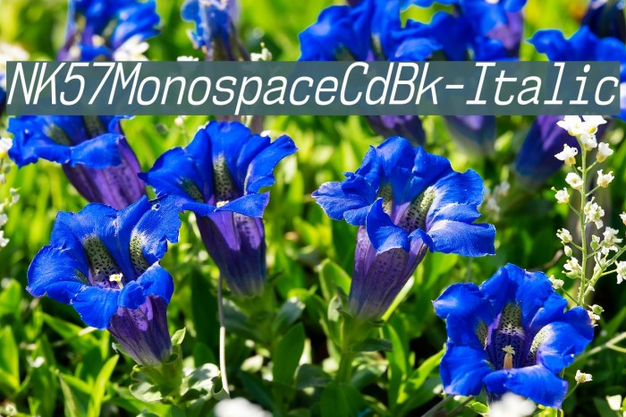 NK57MonospaceCdBk-Italic Font examples