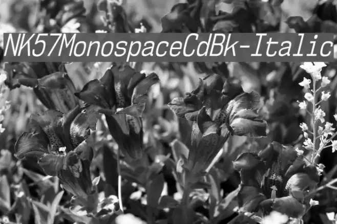 NK57MonospaceCdBk-Italic Font examples