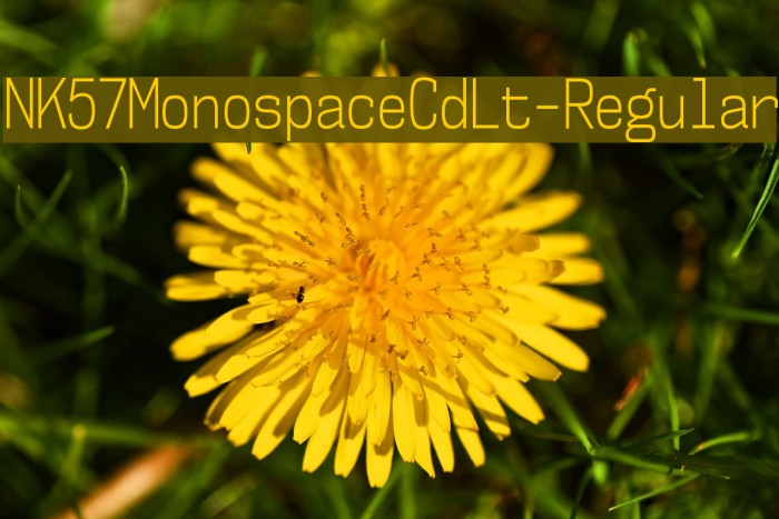 NK57MonospaceCdLt-Regular Font examples