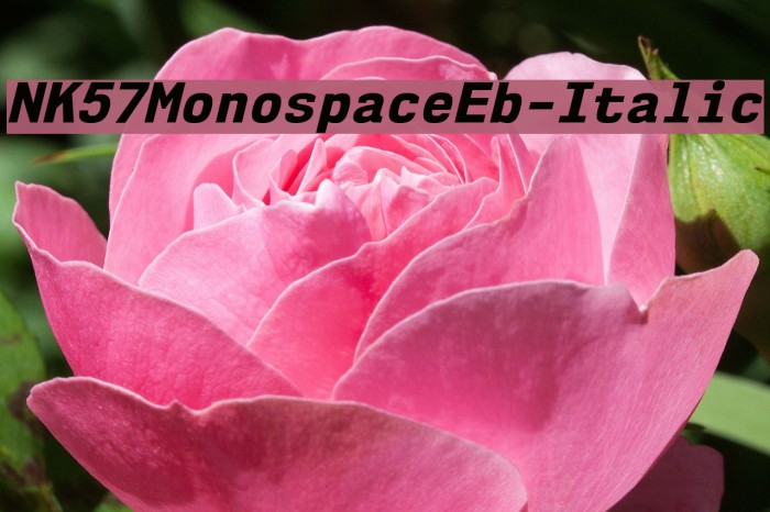 NK57MonospaceEb-Italic Font examples