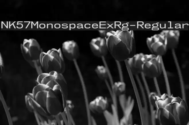 NK57MonospaceExRg-Regular Font examples