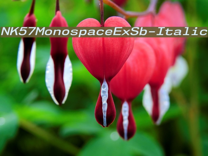 NK57MonospaceExSb-Italic Font examples