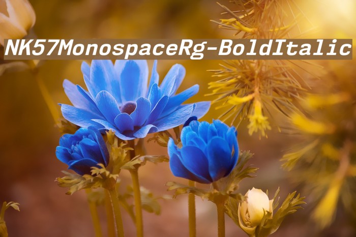 NK57MonospaceRg-BoldItalic Font examples