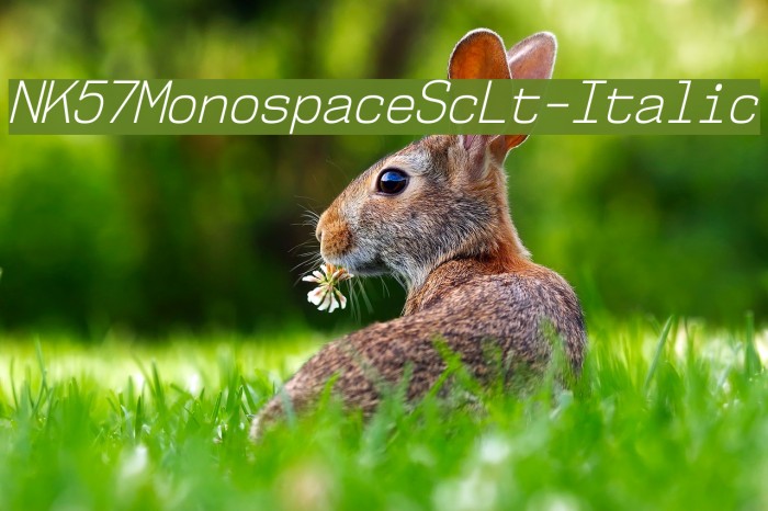 NK57MonospaceScLt-Italic Font examples