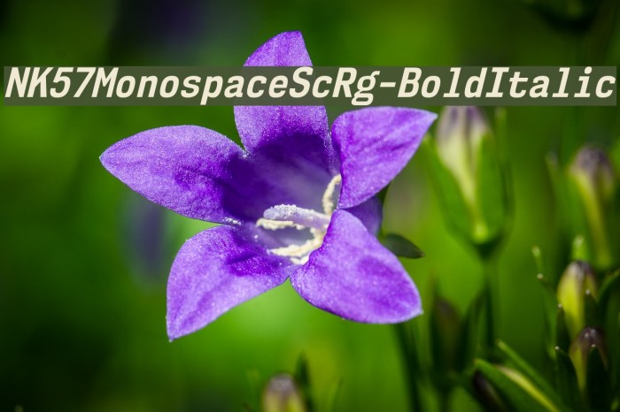 NK57MonospaceScRg-BoldItalic Font examples