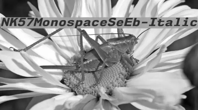 NK57MonospaceSeEb-Italic Font examples