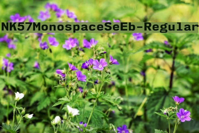 NK57MonospaceSeEb-Regular Font examples