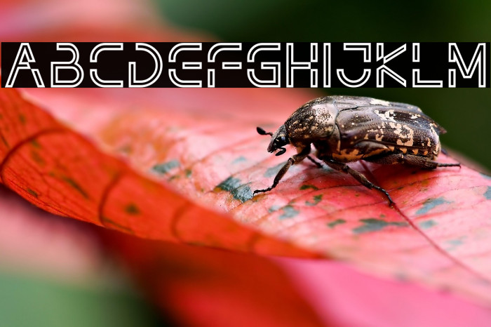 NOTHAN DEMO Outline Example 2