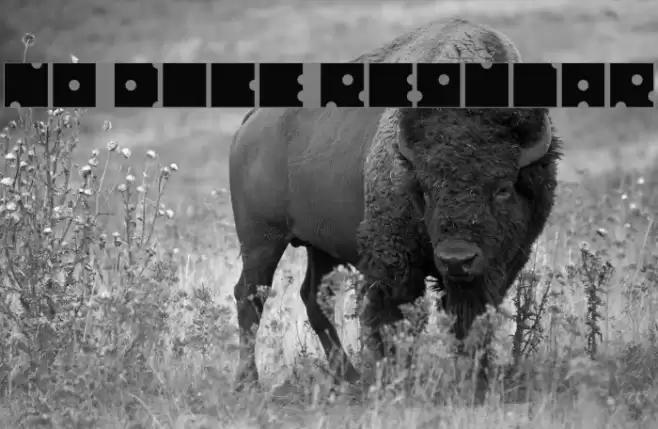 No Dice Regular Font examples