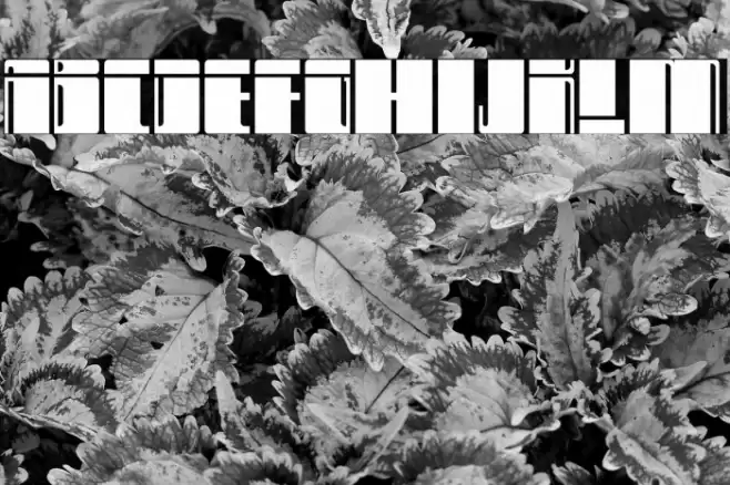 No Name Font examples