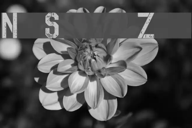 No Safety Zone Font examples