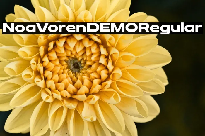 Noa Voren DEMO Regular Example 3