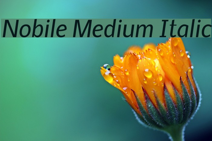 Nobile Medium Italic Font examples