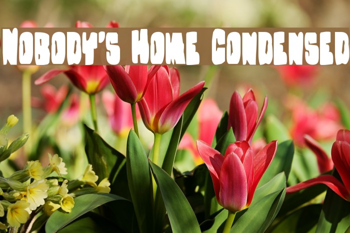 Nobody's Home Condensed Fonte examples