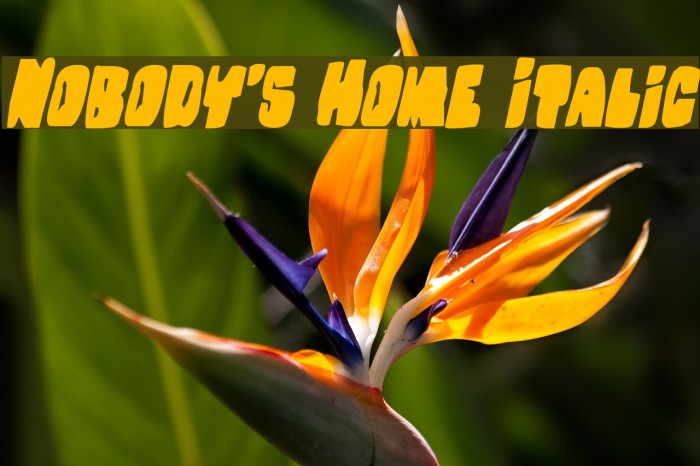 Nobody's Home Italic Font examples