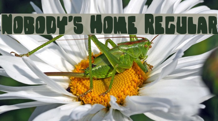 Nobody's Home Regular Font examples