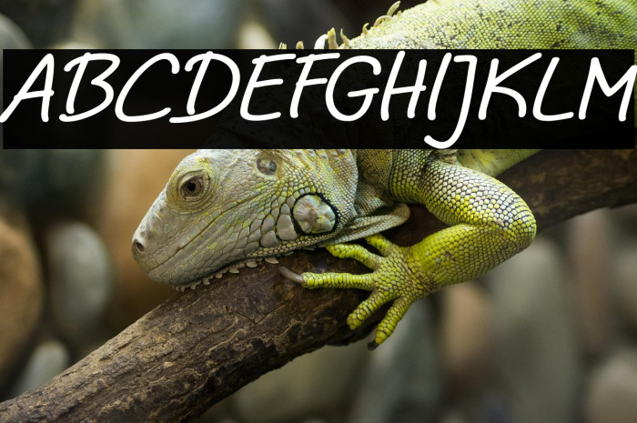 Noela Sherly Italic Example 3