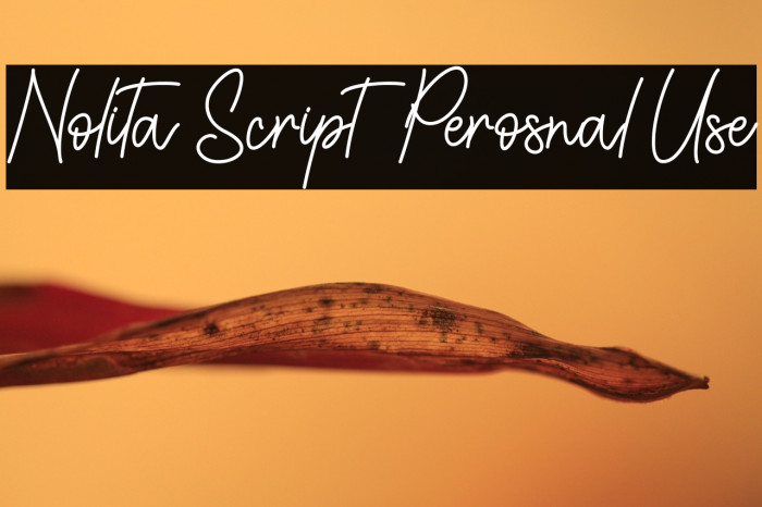 Nolita Script - Perosnal Use Example 3