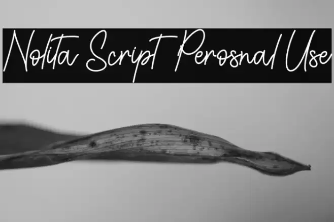 Nolita Script - Perosnal Use Font examples