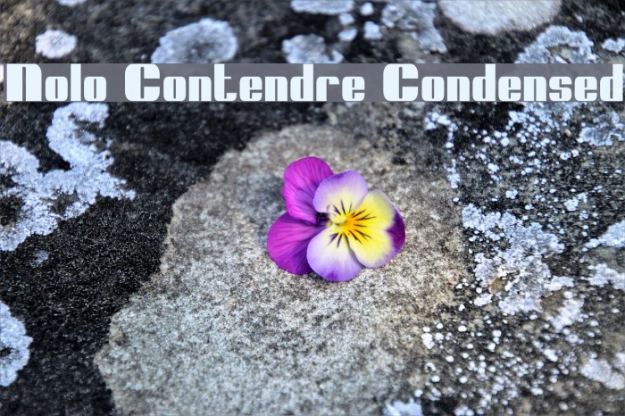 Nolo Contendre Condensed フォント examples