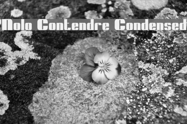 Nolo Contendre Condensed Font examples